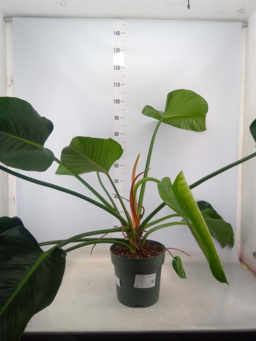 <h4>Philodendron 'Green Beauty'</h4>