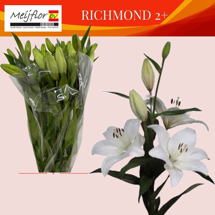 <h4>LI LA RICHMOND</h4>