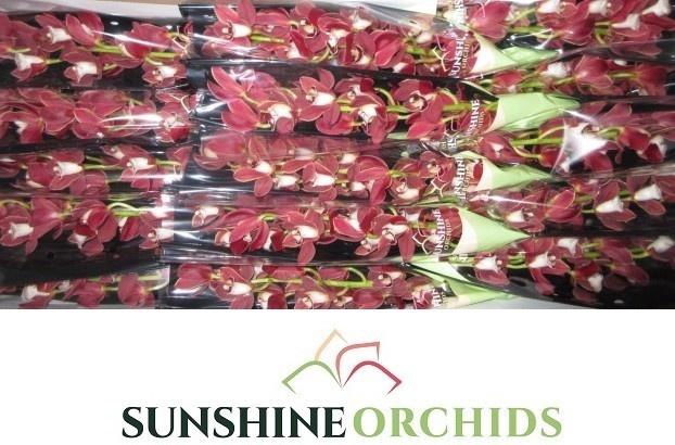 <h4>CYMB MI KIRSTEN</h4>