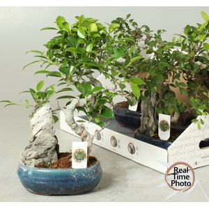 BONSAI GEM