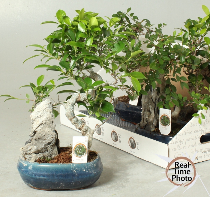<h4>BONSAI GEM</h4>