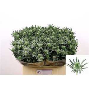 Eryngium Sirius Qstar 60cm X40