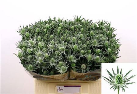 <h4>Eryngium Sirius Qstar 60cm X40</h4>