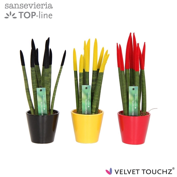<h4>Sansevieria VELVET TOUCHZ® Duitsland/Belgie In keramiek R'dam</h4>