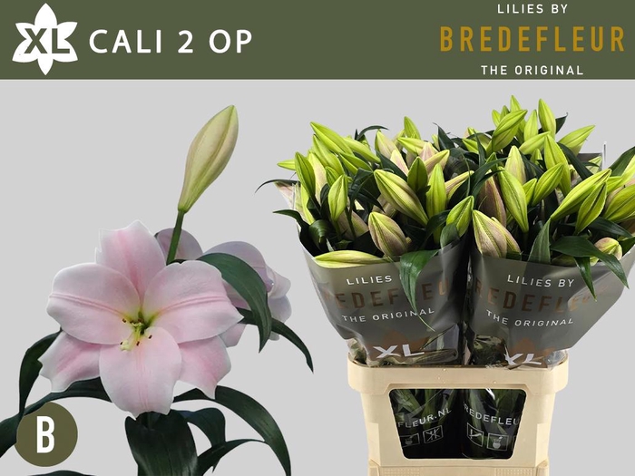 <h4>LI LO CALI 2+</h4>