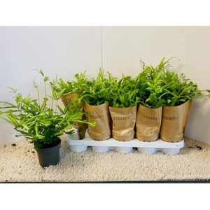 PTERIS MAYI