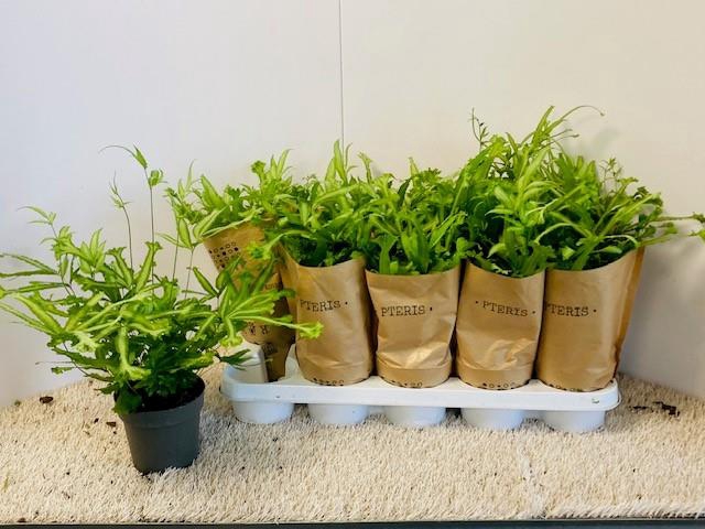 <h4>PTERIS MAYI</h4>