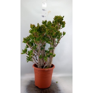 Crassula ovata 'Hobbit'