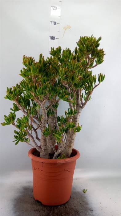 <h4>Crassula ovata 'Hobbit'</h4>