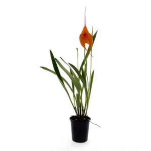 ORCHIDEEEN OVERIG