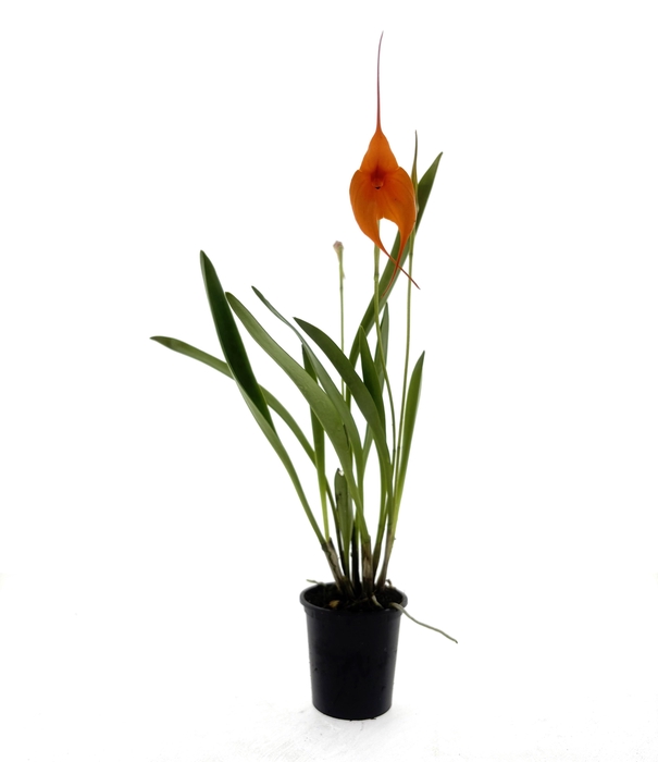 <h4>ORCHIDEEEN OVERIG</h4>