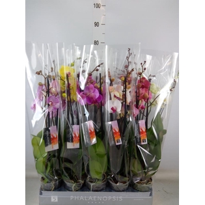 Phalaenopsis   ...mix  8