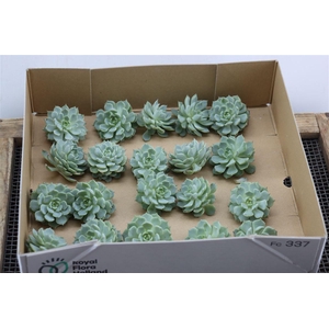 Echeveria Derenbergi Klein X20