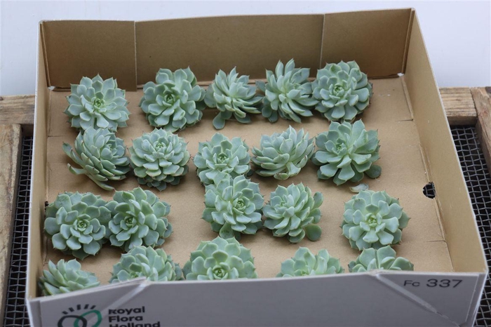 <h4>Echeveria Derenbergi Klein X20</h4>