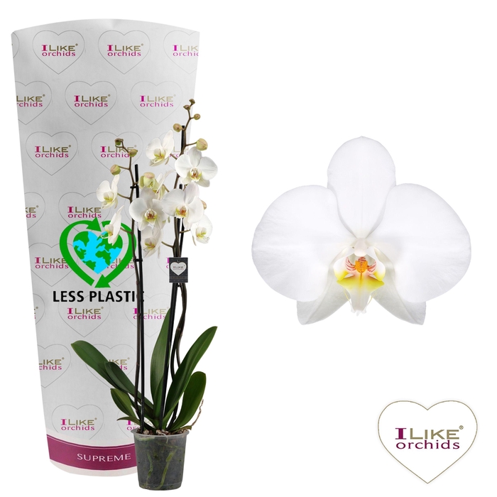 <h4>Phalaenopsis Leeds - 3 tak 80cm (Less plastic)</h4>