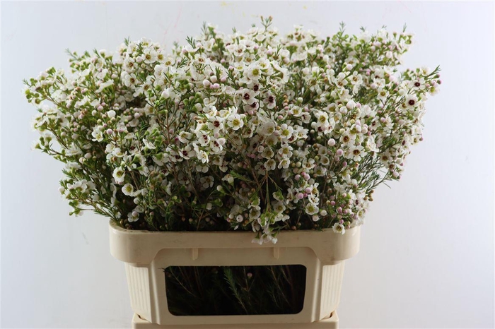 <h4>Cham White Janelle</h4>