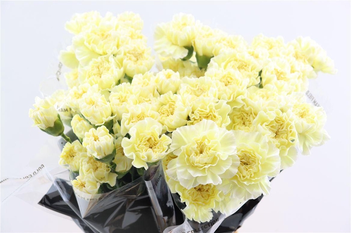 <h4>Di St Polimia</h4>