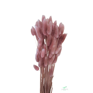 DRIED FLOWERS - LAGURUS ANTIQUE PINK 50GR