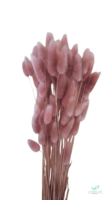 DRIED FLOWERS - LAGURUS ANTIQUE PINK 50GR