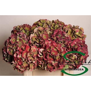 HYDR M MAG HARLEK CL