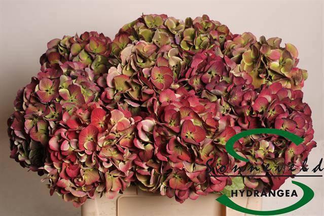 <h4>HYDR M MAG HARLEK CL</h4>