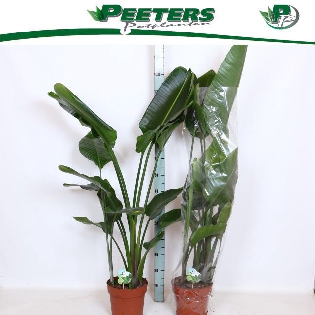 <h4>STRELITZIA NICOLAI</h4>