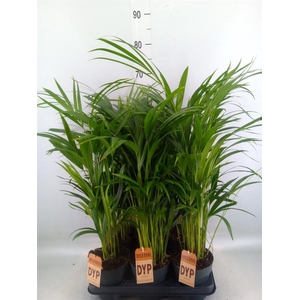 Dypsis lutescens   ...Chrysalidoca