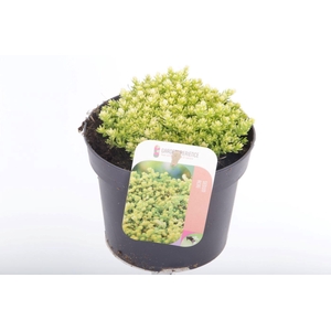 Sedum acre