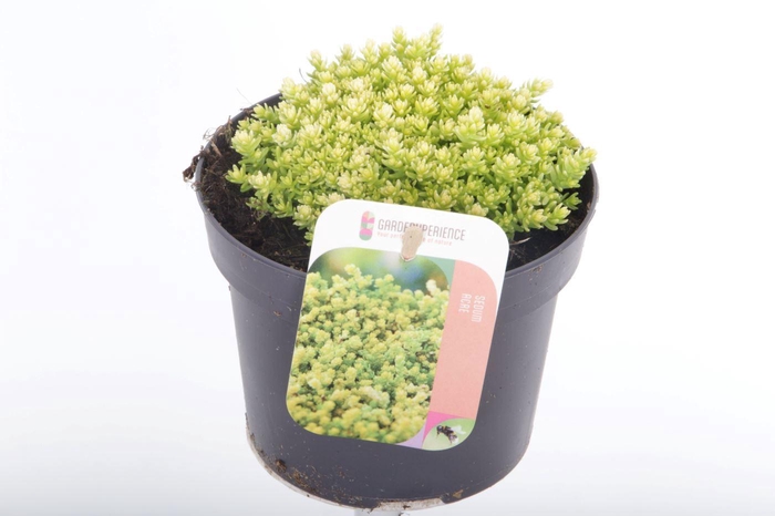 <h4>Sedum acre</h4>