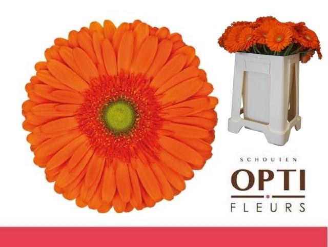 <h4>GE GR ATLANTA</h4>