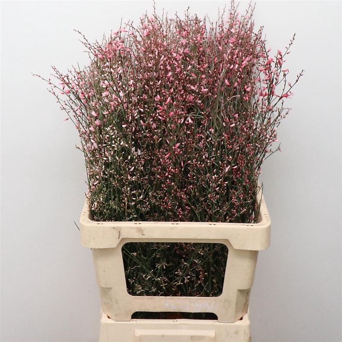 <h4>Ginster Rose P Bunch 200gram</h4>