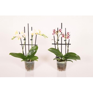 PHALAENOPSIS-HYBRID p9 rek