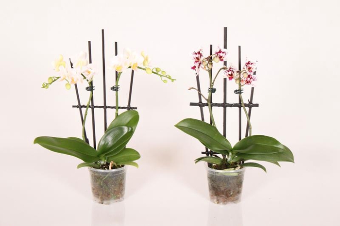 <h4>PHALAENOPSIS-HYBRID p9 rek</h4>