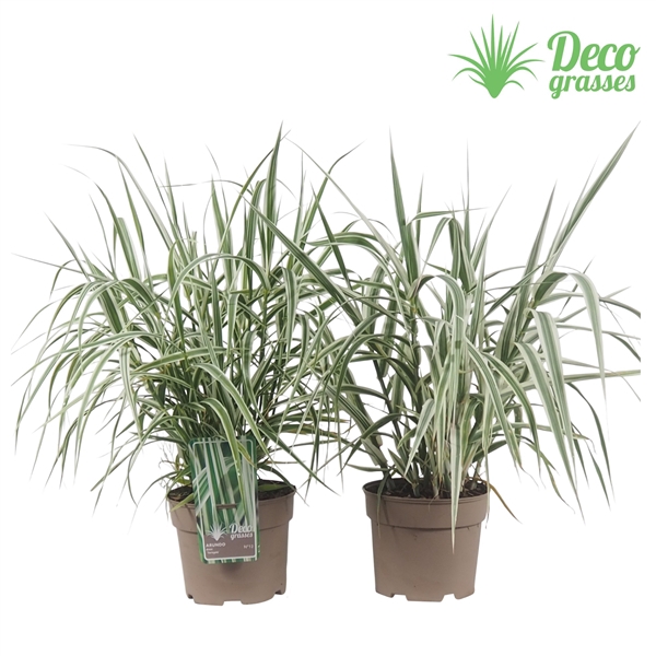 <h4>Arundo donax 'Variegata'</h4>