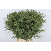 EUC PARVIFOLIA P BS
