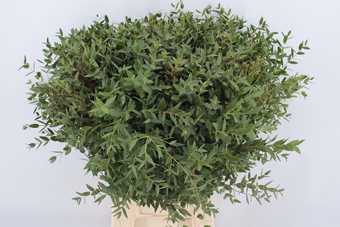 EUC PARVIFOLIA P BS