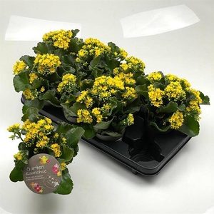 .Kalanchoe blossfeldiana enkel mixed