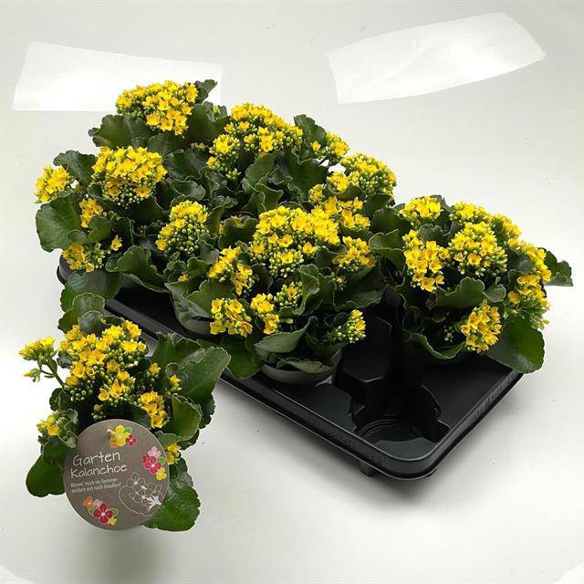 <h4>.Kalanchoe blossfeldiana enkel mixed</h4>