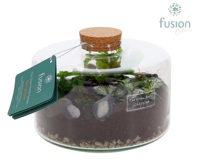 <h4>Green Bottle Kyra Medium met Terrarium arrangement</h4>