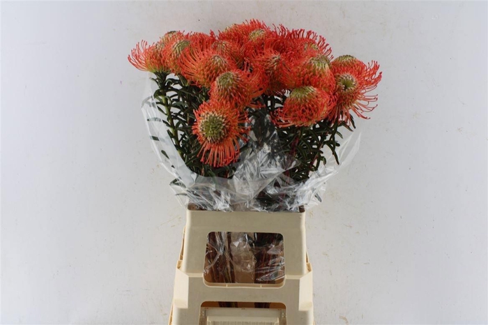 <h4>LEUCO CO SUCCESSION</h4>