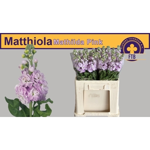 MATTH MATHILDA PINK