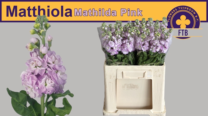 <h4>MATTH MATHILDA PINK</h4>