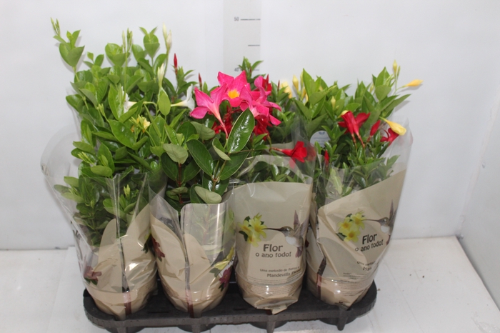 <h4>DIPLADENIA PICOLI P14 VARIADO</h4>