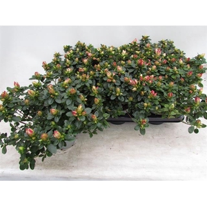 Rhododendron Simsii Fluostern 14Ø 35cm 35Ø