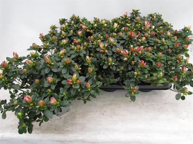 Rhododendron Simsii Fluostern 14Ø 35cm 35Ø