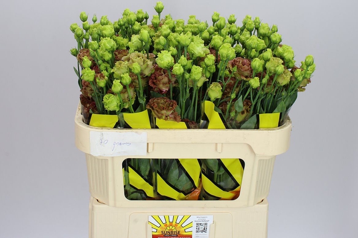<h4>Eust Du Rosanne Terracotta</h4>