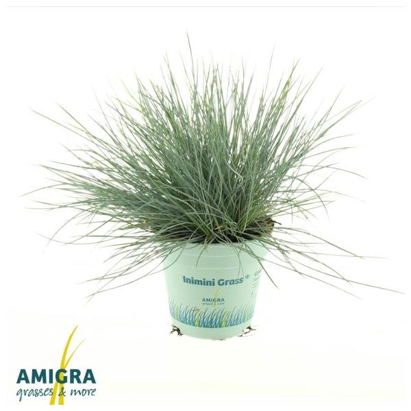 Festuca glauca CompactA Blue®
