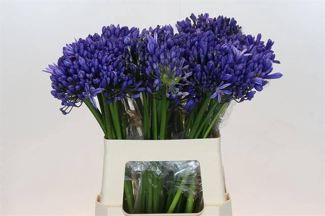 <h4>AGAP EYFORI BLUE</h4>