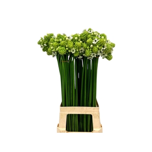 ORNIT SAUNDERSIAE chambre