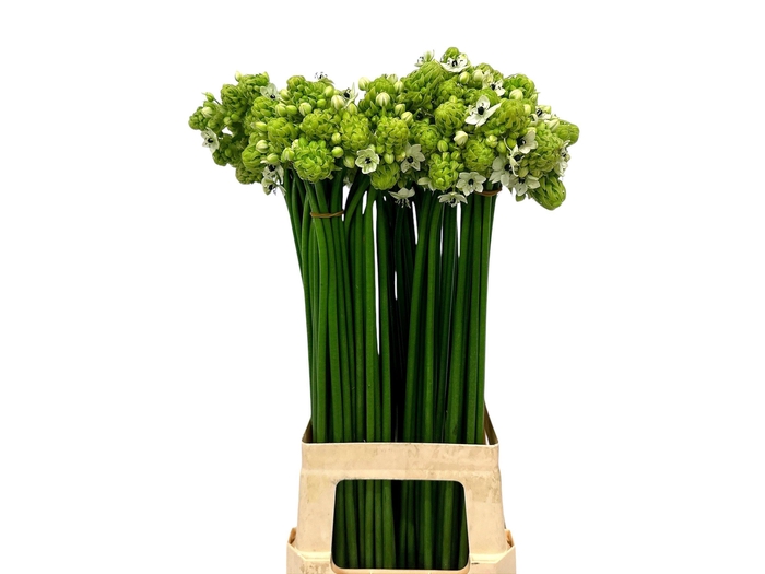 <h4>ORNIT SAUNDERSIAE</h4>